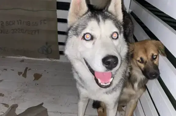 Найдена собака, Феодосия, фото: Хаски найдена на ул. Федько, Феодосия