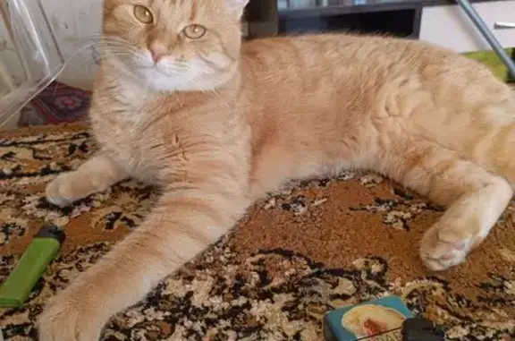 Пропала рыжая кошка в Псковской области
