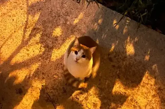 Найдена кошка, Южно-Сахалинск, фото: Кошка найдена, пр. Победы 4, Южно-Сахалинск