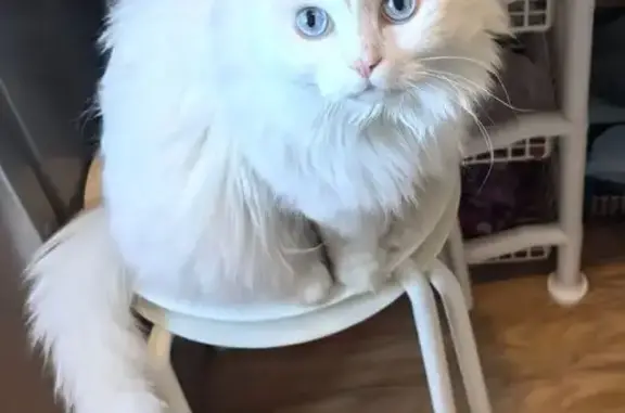 Пропала кошка, 2-я Краснодарская, 42