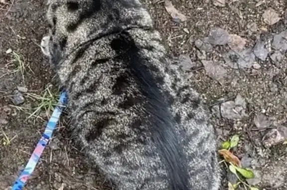 Пропала кошка, Полевая ул., 20, Металлострой