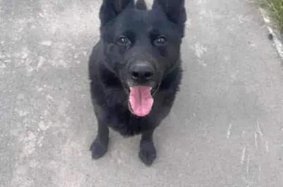 Найдена собака, , фото: Собака найдена: Казань, Татарстан