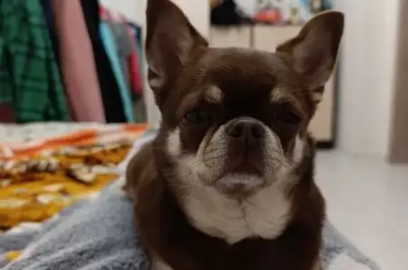 Собаки потеряшки, Евпатория, фото: Потеряшка собака, Суворова 3, Евпатория