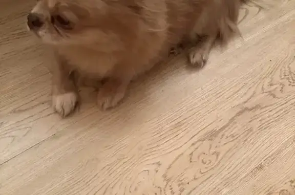 Пропал пес, ул. Зины Портновой, 1/3