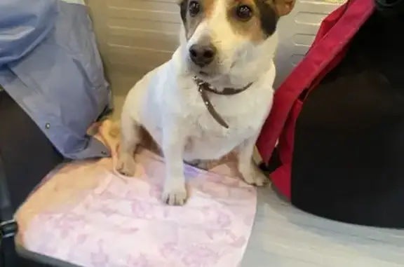 Пропала собака на Большом пр. П.С., 35В