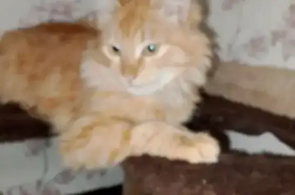 Найдена кошка, Московская область, фото: Найдена кошка в МО, рыжий мальчик