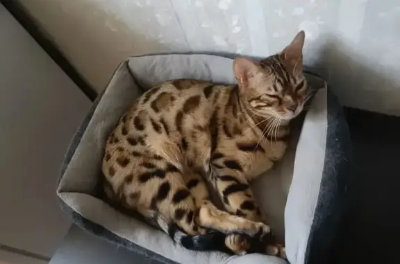 Пропала бенгальская кошка, Кострома, 14