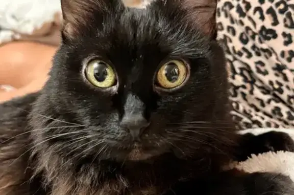 Кошки потеряшки, Волгоград, фото: Потеряшка черная кошка, ул. Елисеева 17