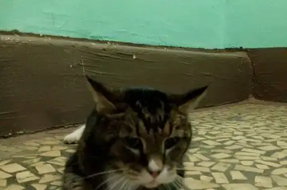 Найдена кошка, Санкт-Петербург, фото: Кошка найдена: Пражская ул., 20, СПб