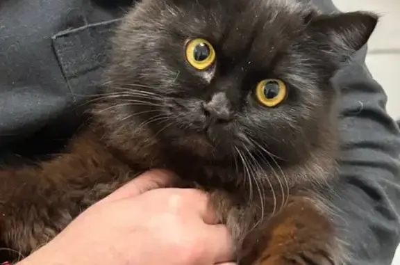 Найдена кошка, Чебоксары, фото: Кошка найдена, Солнечный б-р, 4к1, Чебоксары