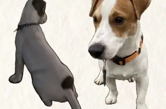 Пропала собака, Тентюковская 320 к3