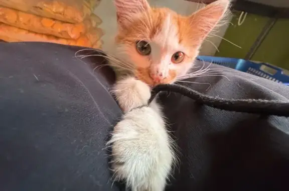 Пропала кошка на Калужской, 37, Могилёв