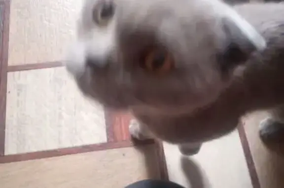 Найдена кошка, Новокузнецк, фото: Кошка найдена: пр. Энтузиастов, 26, Новокузнецк