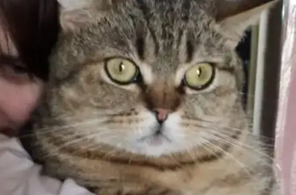 Кошки потеряшки, Калининград, фото: Потеряшка кошка, Летняя ул., Калининград