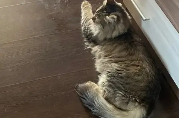 Кошки потеряшки, Подольск, фото: Потеряшка кошка, проезд Авиаторов, 10А