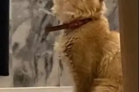 Кошки потеряшки, , фото: Потеряшка кошка, Пушкинская ул., 128