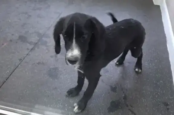 Собака найдена: ул. Бабушкина, 86, Чита