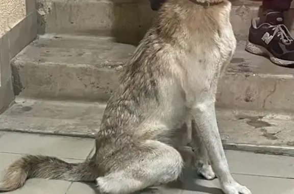 Найдена собака, Жуковский, фото: Найдена собака, Жуковский, Нижегородская 31А