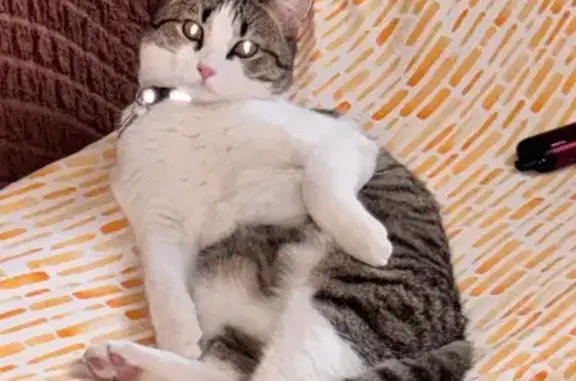 Пропала кошка, Комсомольская ул. 37, Искитим