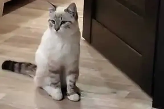 Пропала кошка, Омск, Омская область