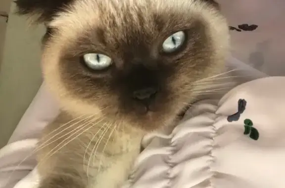 Пропала кошка, Лаха-Варанды, Чечня