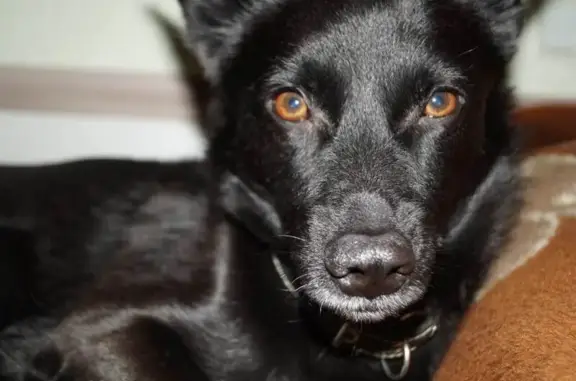 Пропала собака, СНТ Иня-НАПО, Каменка