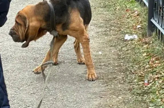 Собака найдена у ИГУ, Улан-Баторская 6А