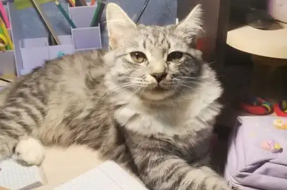 Кошки потеряшки, Саратовская область, фото: Потеряшка кошка, Энгельс, Саратовская обл.