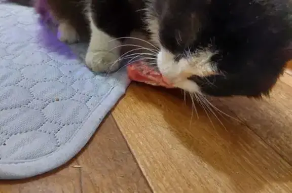 Найдена кошка, Сургут, фото: Найдена кошка, Набережный пр., 72, Сургут