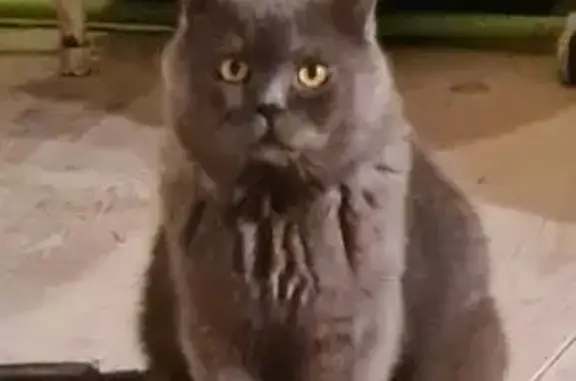 Пропал кот в районе СНТ ТРИКОТАЖНИК-2