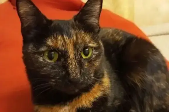 Найдена кошка, Тюмень, фото: Кошка найдена: ул. Гнаровской, 5, Тюмень