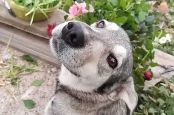 Пропала собака, Донецкая 146, Оренбург