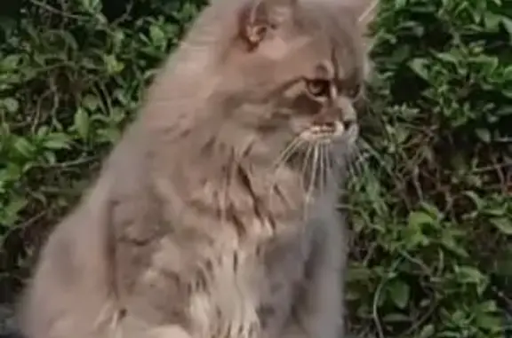 Кошки потеряшки, , фото: Потеряшка кошка, 8-я Подлесная, 74, Ижевск