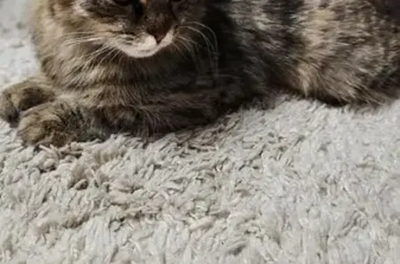 Найдена кошка, Курган, фото: Кошка найдена на ул. Чехова, 11, Курган