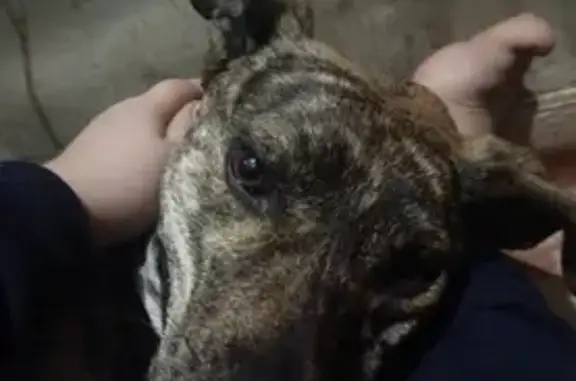 Найдена собака, Оренбург, фото: Найдена собака, Плеханова 92, Оренбург