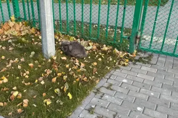 Найдена кошка, Тюмень, фото: Кошка найдена у д/с 