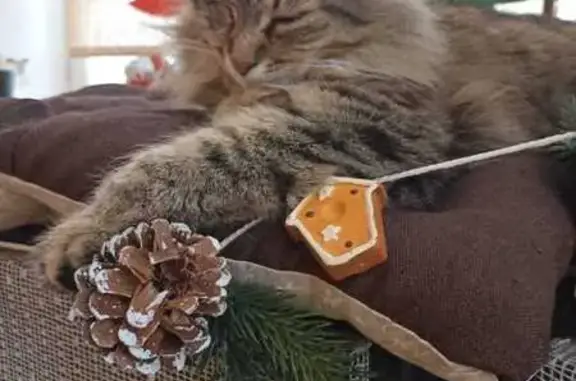 Кошки потеряшки, Подольск, фото: Потеряшка одноглазый котик, Подольск, Авиаторов 12