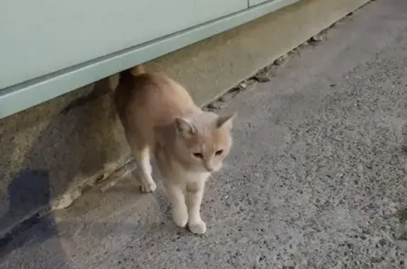 Найдена кошка, Чебоксары, фото: Рыжий котик найден: Чебоксары, пр. Соляное, 7