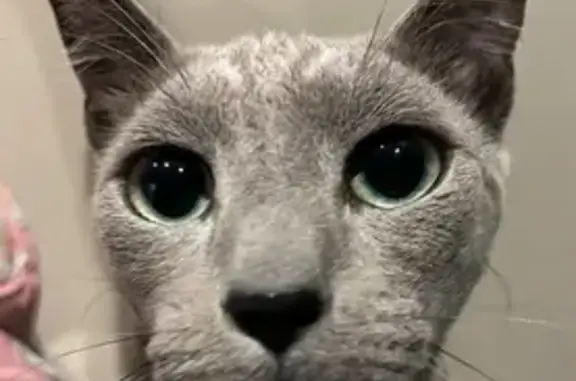 Пропала кошка, Большая ул., 648, Новосиб.