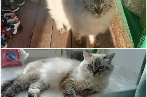 Пропала кошка, Матвеевское шоссе