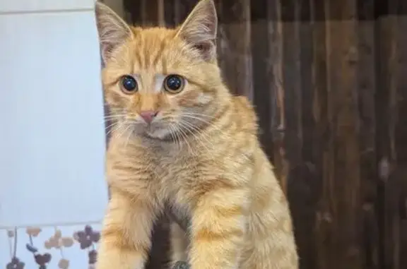 Найдена кошка, Подлесный, фото: Кот найден, Подлесный, поворот Жукова