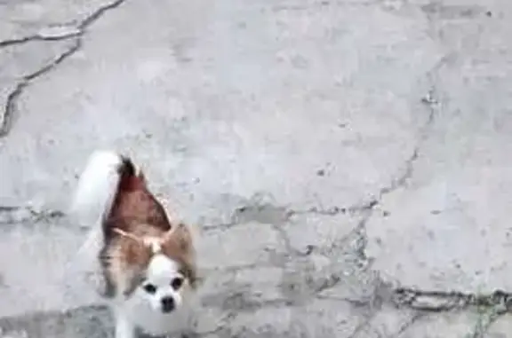 Пропала чихуахуа, Тунгусская 11, Владивосток