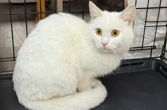 Найдена кошка, Дзержинск, фото: Белая кошка найдена на Ватутина, 76