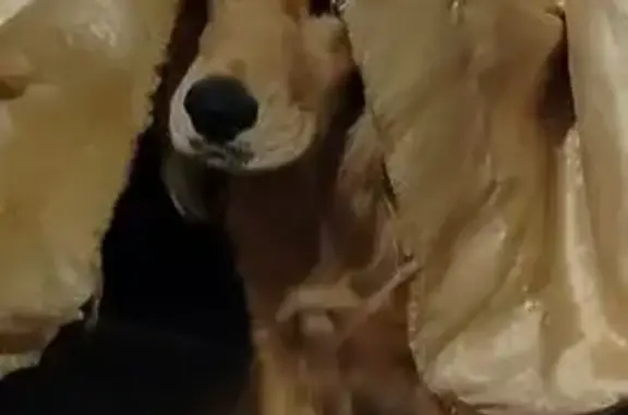 Собаки потеряшки, Краснодарский край, фото: Потеряшка собака у 5 школы, Славянск-на-Кубани