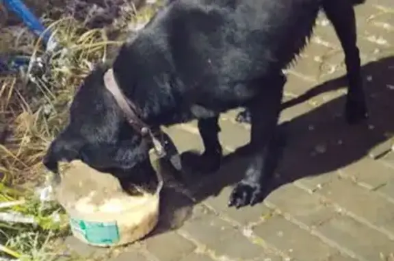 Найдена собака, Челябинск, Новороссийская