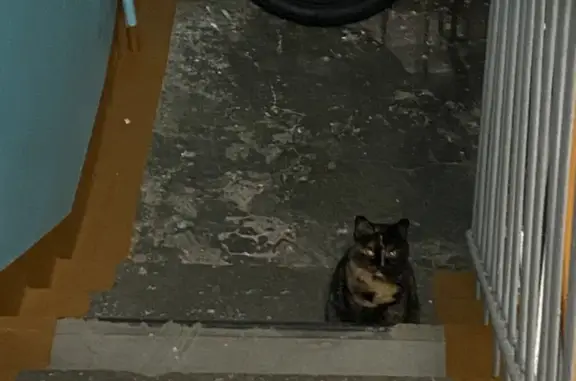 Найденные животные Ачинск, фото: Ласковая кошка найдена, Ачинск, 9