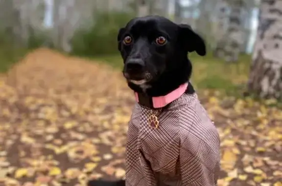 Собаки потеряшки, Киров, фото: Потеряшка собака, ул. Ленина, 198, Киров