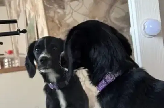 Собака найдена, ул. Курнатовского, 37