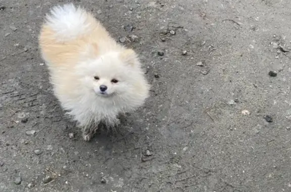 Найдена собака, Екатеринбург, фото: Найдена собака, Краснокамская 96, Екб