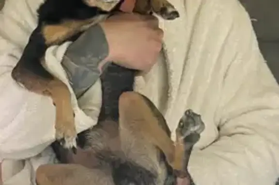 Пропал пес Морф в Староживотинном